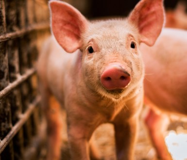 A pig in a factory farm