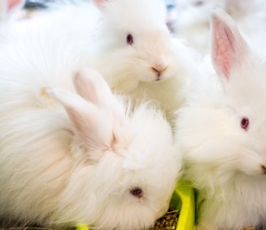 Fashion House Valentino To Phase Out Rabbit Fur
