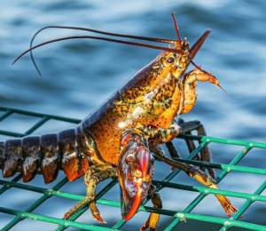 Boiling Lobsters And Squid Alive Could Soon Be Banned In The UK