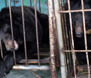 Two bears on a bear bile farm in China, constrained to small metal cages