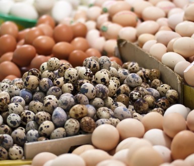 China releases standard to phase out cages in egg production by 2025