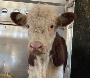 Young calf escaped slaughterhouse in New York