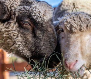 Farm Sanctuary is the only 'cause-led' nominee for the acclaimed social category of the Webby Awards