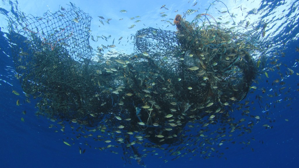 Fish surround a discarded fishing net in the ocean