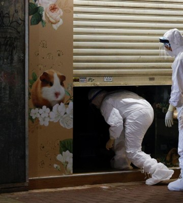 Thousands of hamsters will be killed in Hong Kong amid COVID-19 outbreak