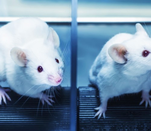 Scientists are gene-editing mice to 'save thousands' in animal experiments