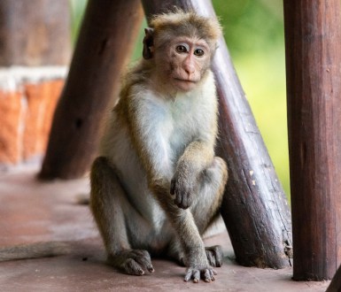 A macaque sits on the ground