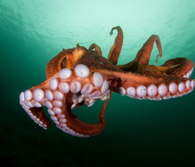 Campaigners deplore plans to intensively farm octopuses