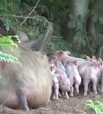 Mother pig in the woods with her piglets