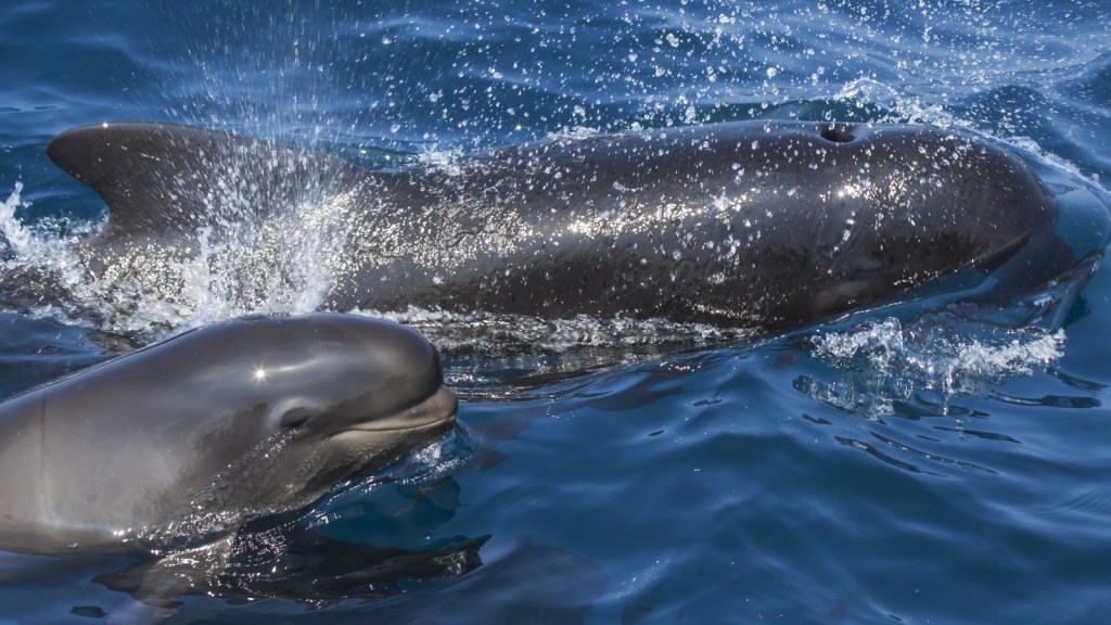 A pilot whale swims beside her offspring 