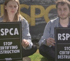 animal rebeillion protestors sat down on grass calling on RSPCA to stop certifying destruction