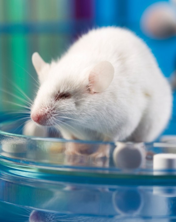 A rat in a petri dish