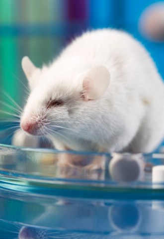 A rat in a petri dish