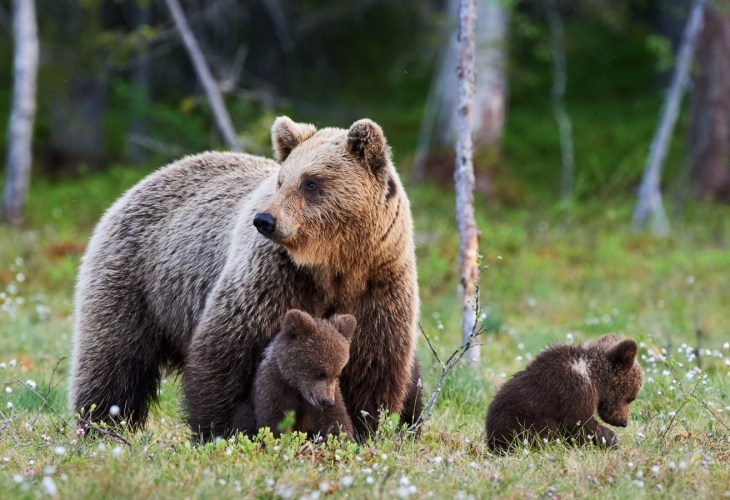 Mother brown bear protecting her cubs