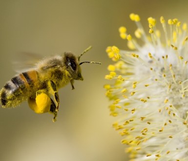 bee hovering while collecting pollen