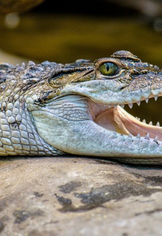 A freshwater crocodile opens its mouth