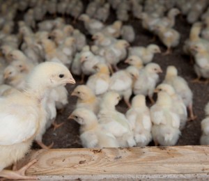 young chicks on a farm