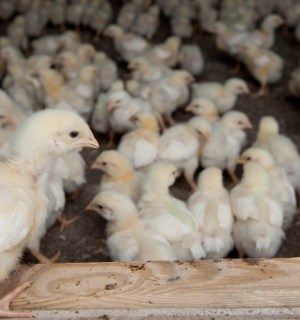 young chicks on a farm