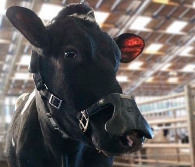 A cow wearing a methane face mask