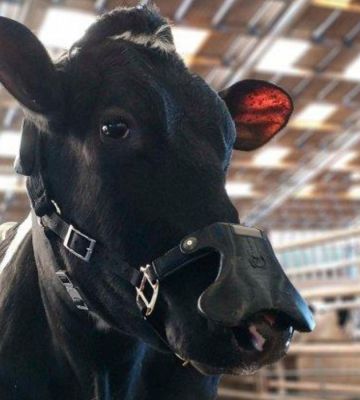A cow wearing a methane face mask