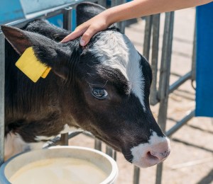 Dairy calf fenced on a farm
