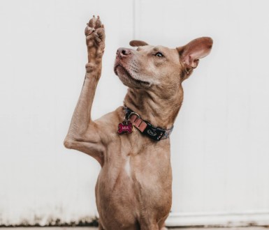 Dog holding their paw in the air