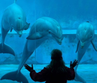 Person standing at an aquarium looking at three dolphins through the glass
