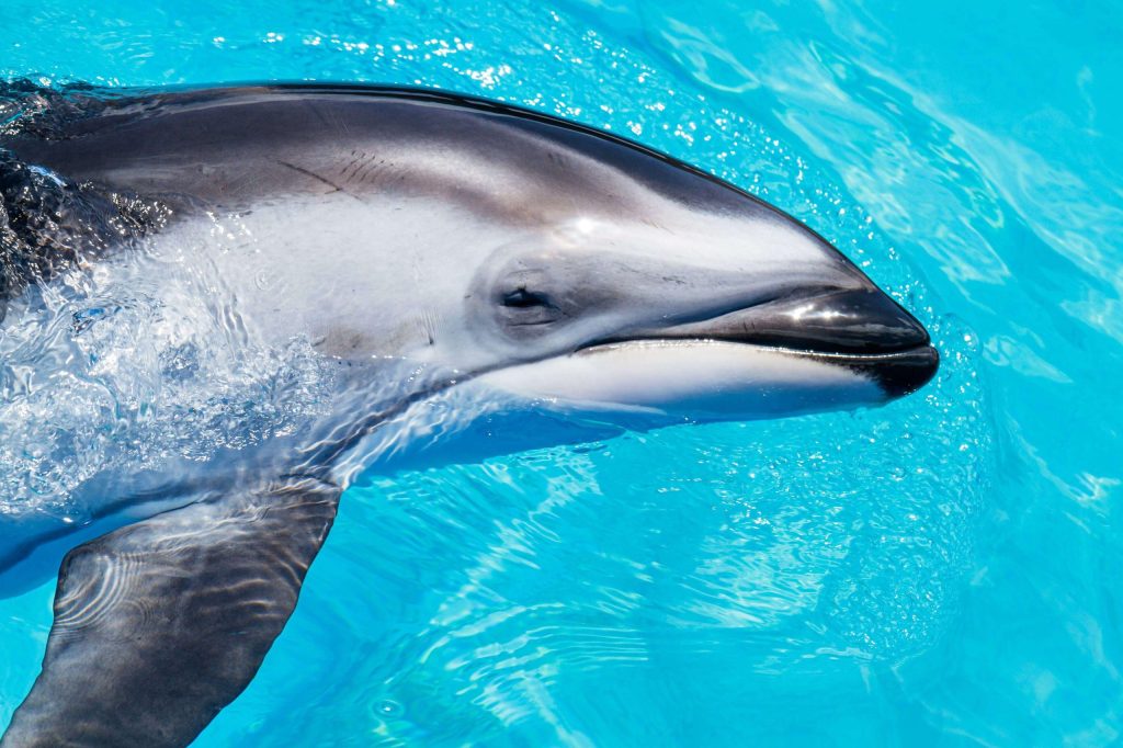 A sad-looking dolphin in captivity