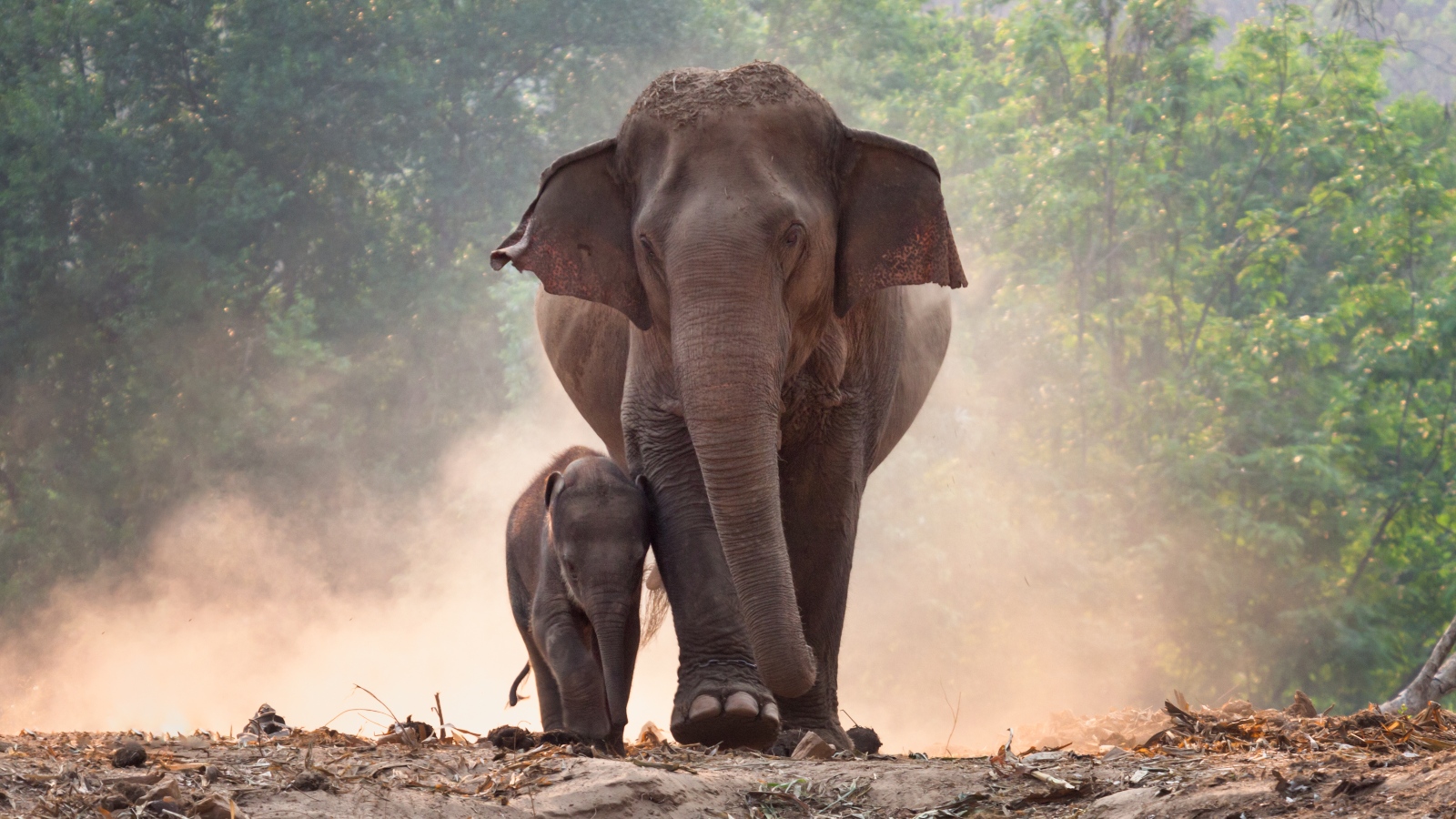 an elephant and their child.