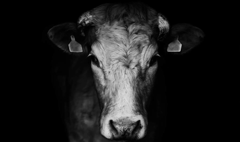 Cow standing in the darkness
