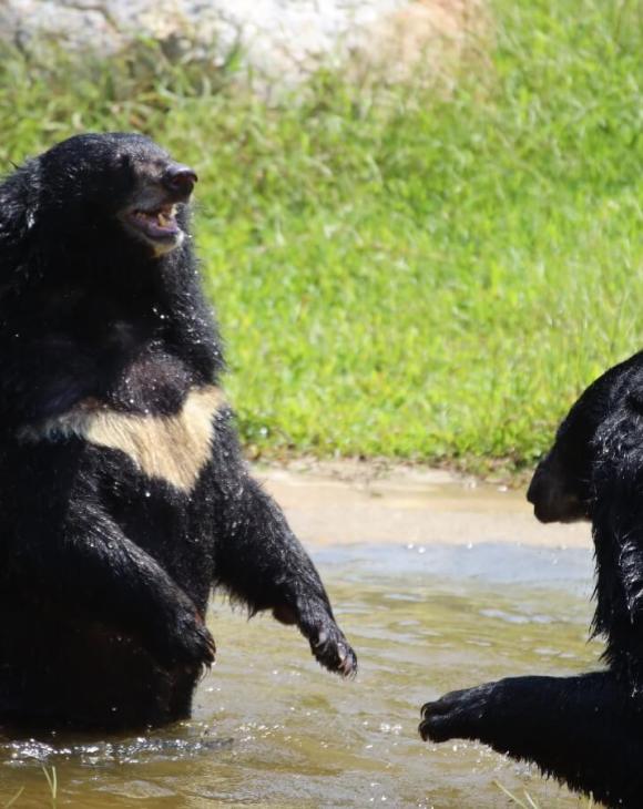 Two bears playing at a sanctuary in Vietnam