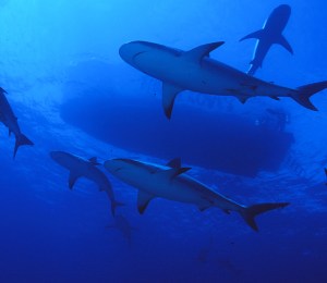 Shark swimming in the deep blue sea