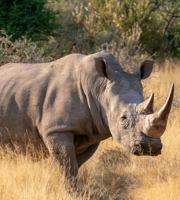 A white rhinoceros outside in the brown grass