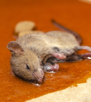 Bill to ban rodent glue traps welcomed by animal advocacy charities