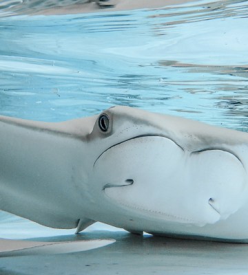 An entire tank of stingrays were found dead at ZooTampa in Florida