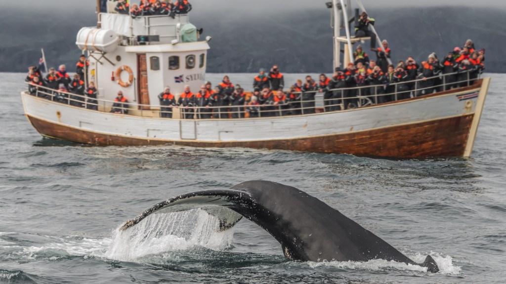Passengers on board a whale watching boat spot a whale in Iceland