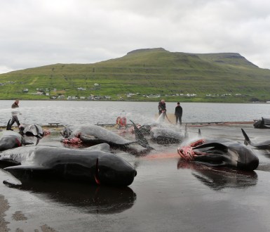 Dead whales on wet pavement beside the shore