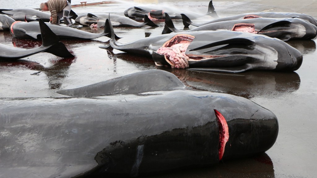 Whales lie on the floor with their throats cut after being hunted in the Faroe Islands