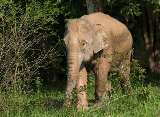 An Asian elephant in the grass
