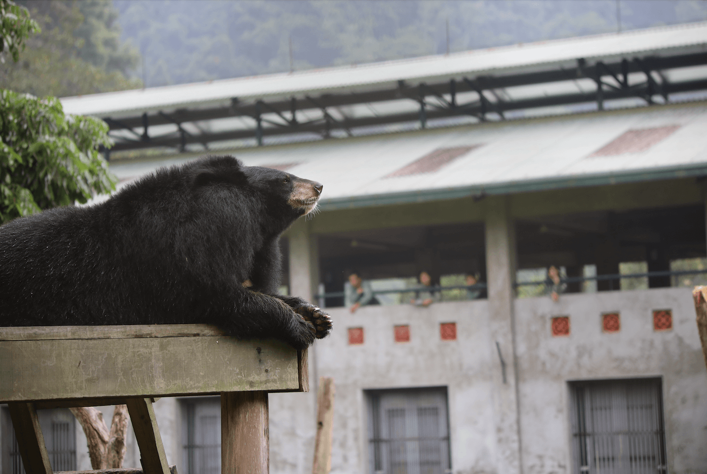Bear relaxing at an animal sanctuary